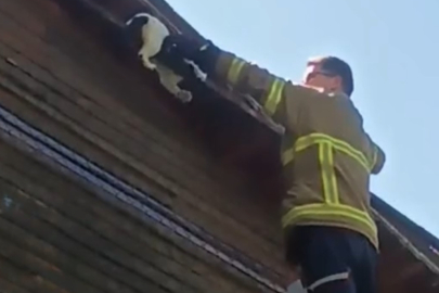 Kedi İçin Seferberlik...