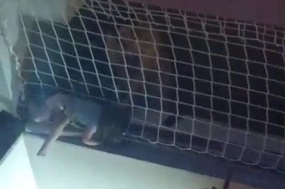 Balkon filesinde asılı kalan çocuğunu düşmesin diye dakikalarca tuttu