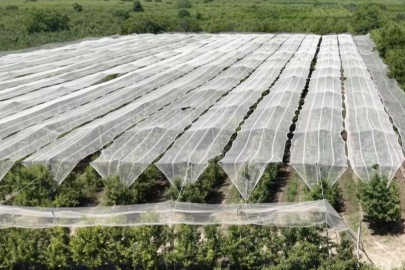 Bursa çiftçisi armut ve şeftalisini doludan fileyle koruyor