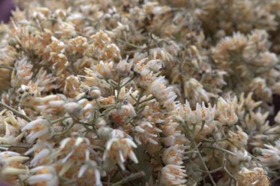 Kilosu ormanda 3 bin lirayı buluyor...Ihlamur ormanlarında ölümüne cesaret