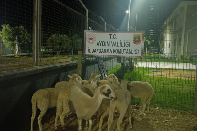 Aydın'da Koyun Hırsızlığı