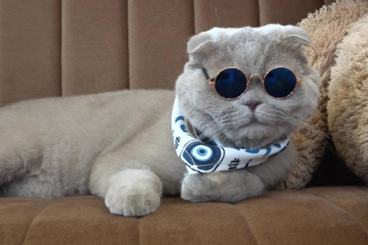 Veterinerlerin "yaşamaz" dediği kedi, denizde yüzdü, Uludağ'da kayak keyfi yaptı