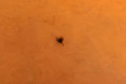 İnegöl'de kene alarmı