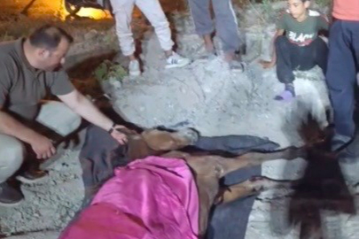 Osmaniye Düziçi'nde Yolcu Minibüsü Başıboş Ata Çarptı