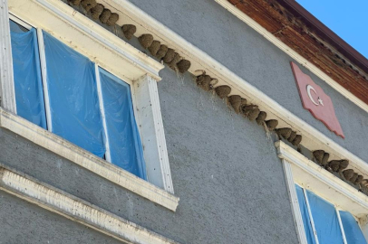 Kırlangıç yuvalarını bozmayıp pencereleri naylonla kapladılar