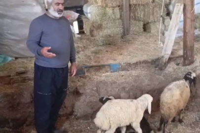 Kurtlar Dehşet Saçtı...