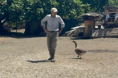 Ölmek üzereyken zeytinyağıyla kurtardı, 10 yıldır yanından ayrılmıyor
