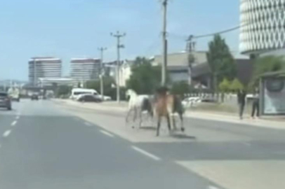 Başıboş atlar trafiği tehlikeye attı