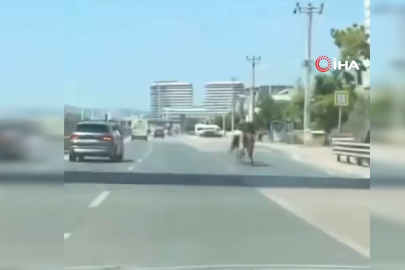 Bursa'da başıboş atlar trafiği tehlikeye attı