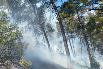 Bursa'daki orman yangını söndürüldü, soğutma çalışmaları sürüyor