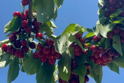 Geçen yıl don vuran bahçelerde üzüm salkımı gibi kiraz yetişti
