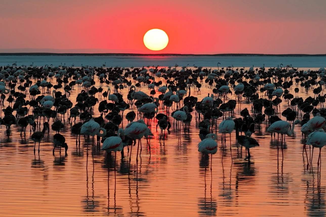 "12 bin 800 yavru flamingo Tuz Gölü’nde yaşam buldu"