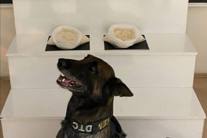 Narkotik köpeği 'Dangal' dan bingo