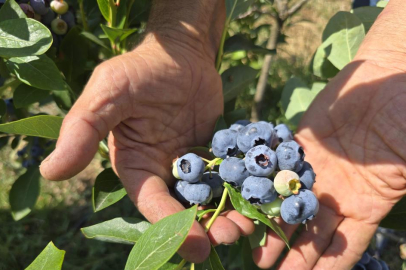 Yüzlerce ton üretim yapan çiftçi soğuk hava deposu istiyor