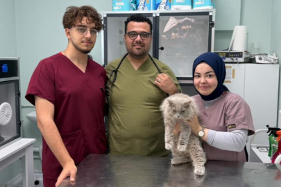 Veterinerde deprem etkisi yapan kedi Türkiye'nin gündeminde