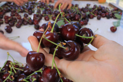 ABD ve Avrupa kirazda bu aromayı özellikle istiyor