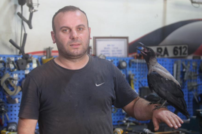 Karga ile tamircinin sıradışı dostluğu...Tamirhanede birlikte çalışıyorlar