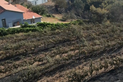 300 dönümlük üzüm bağı küle döndü, üretim tesisi ve restoran da alevlerden kurtulamadı