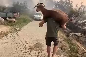 Yangından kurtardığı keçiyi sırtında taşıdı