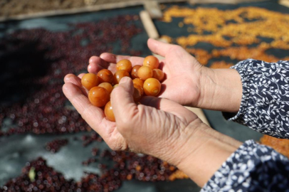 Satılamayan kirazlar kurutularak kışlık çereze dönüştürülüyor