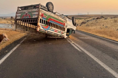 Hayvan Yüklü Kamyonet Yan Yattı: 3 Yaralı