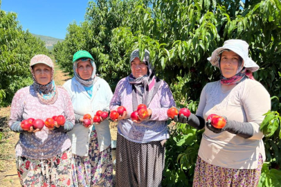 İznikli nektarin üreticisinden fiyat tepkisi