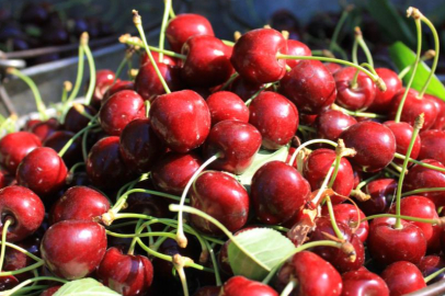Stokların azlığı ve yüksek aroma tercihi Sultandağı vişnesini değerli yaptı