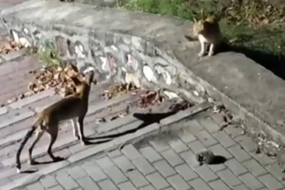 Tilki, kedi ve kirpi buluşması kamerada