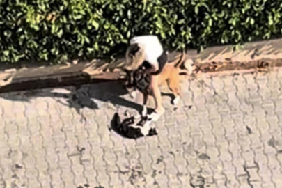 Ağızlıksız gezdirilen Pitbull kediyi parçaladı: Sahibi 'polisi aramayın' diye yalvardı
