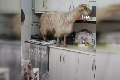 Eve kaçan keçiyi yakalayamadı..."Keçiyi polise ihbar edeceğim" diye tehdit etti