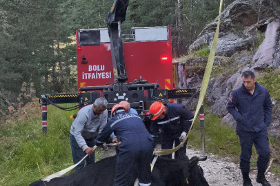 Uçuruma Düşen İnek İçin Operasyon