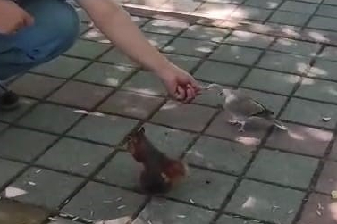 İnegöl’de sincap ve kumruyu elleriyle besledi