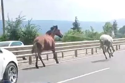 Başıboş atlar trafikte araçlarla yarıştı