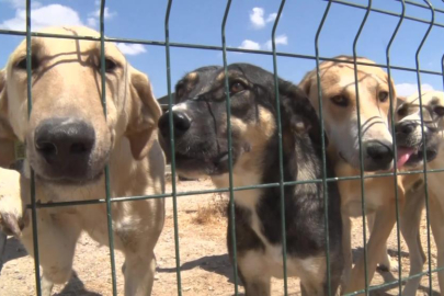 Birkaç köpekle başladı, bin 200 cana yuva oldu