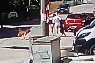 Köpek Saldırısı Kamerada