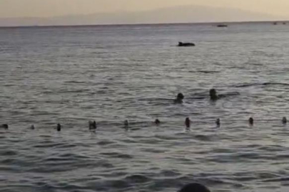 Denize giren vatandaşlara yunus sürprizi