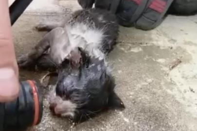 Yangında su ve oksijen verilen yavru kedi hayata döndürüldü