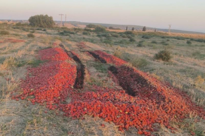 Dökülen domateslerin çürük olduğu ortaya çıktı