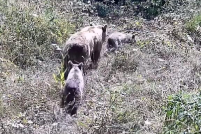 İnegöl'de yaban hayatı fotokapana takıldı