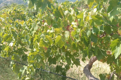 Hırsızlar 2 ton üzümü keserek araçlarına yükleyip kaçtı