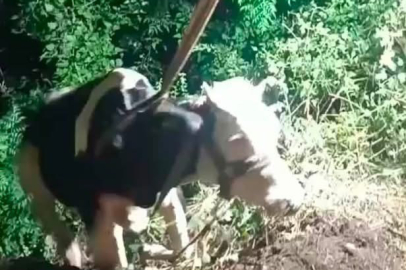İş Makinesi Bu Kez Can Kurtardı