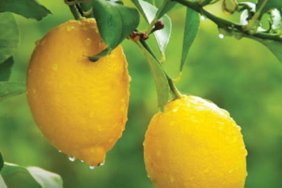 Ağustos ayında fiyatı en fazla düşen ürün markette sivri biber, üreticide limon
