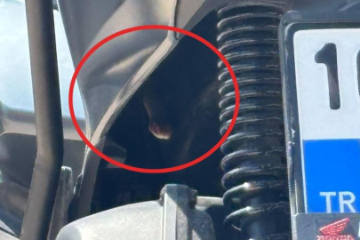 Motosikletten çıkan yılan şoke etti