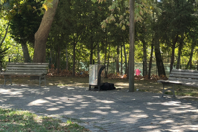 Sakarya'da Sır Ölüm
