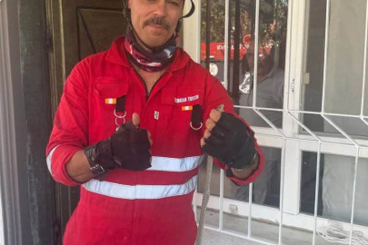 Eve Giren Yılan Panik Yarattı