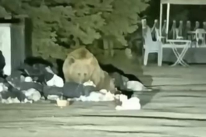 Uludağ’da aç kalan ayı çöp konteynerinde yemek aradı