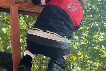 Bahçede Görülen Yılan Panik Yarattı