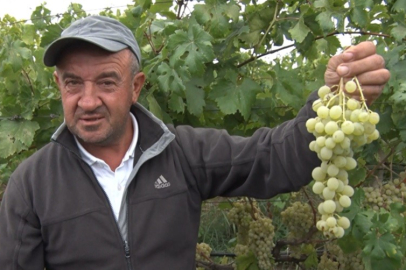 Sarı altın Müşküle üzümünde hasat heyecanı başladı