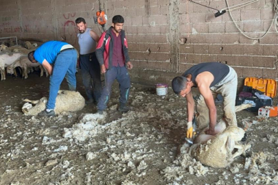 Milyonlarca lira değerindeki yapağının ekonomiye kazandırılması için tesis çağrısı