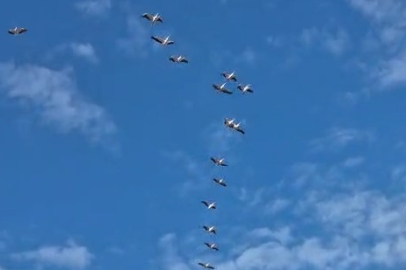Göç eden leylek sürüsü gökyüzünde görsel şölen oluşturdu